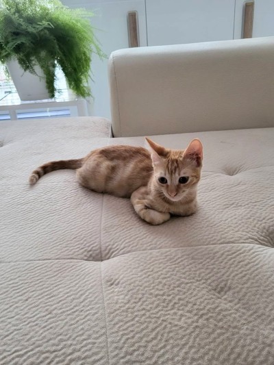 Ginger-white male cat looking for a home