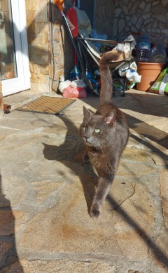 Котарак Russian blue cat търси дом