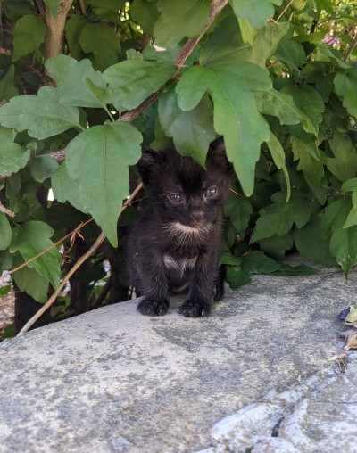 3 little kittens looking for new homes 