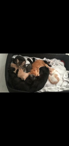 KITTENS NEED NEW HOME