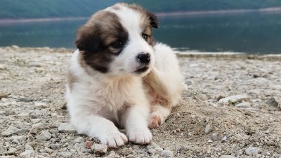 Чудесно кученце си търси стопанин