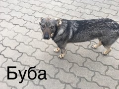 Спешно се нуждаят от ДОМ !!!