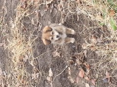 Малки кученца за осиновяване