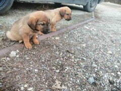 Две женски кученца на не повече от 2 месеца търсят дом