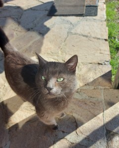 Котарак Russian blue cat търси дом