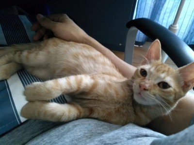 Ginger-white male cat looking for a home