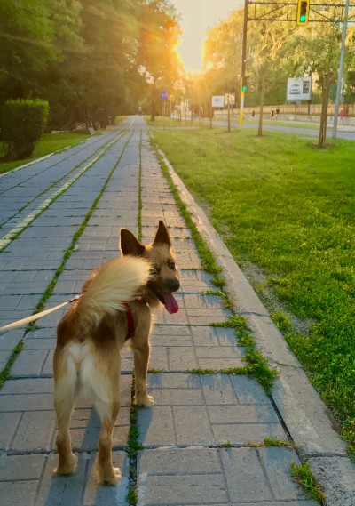 Барни търси нов дом.