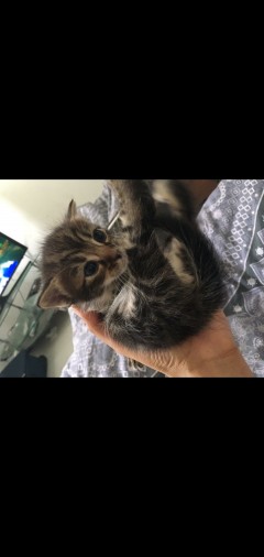 KITTENS NEED NEW HOME