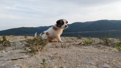 Чудесно кученце си търси стопанин