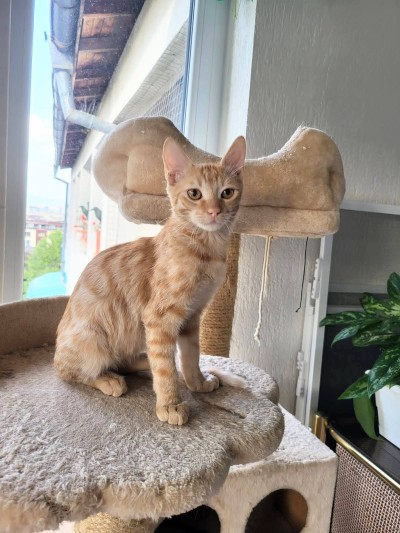 Ginger-white male cat looking for a home