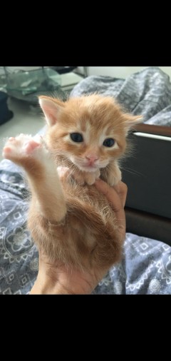 KITTENS NEED NEW HOME