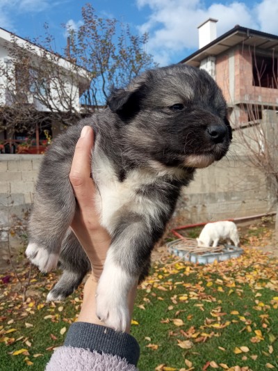 Подарявам кученца