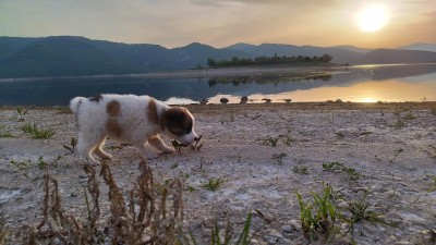 Чудесно кученце си търси стопанин