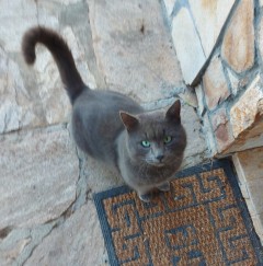 Котарак Russian blue cat търси дом