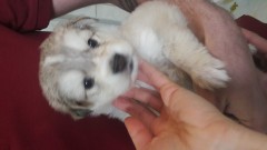 Aya - Female Baby looking for HOme 