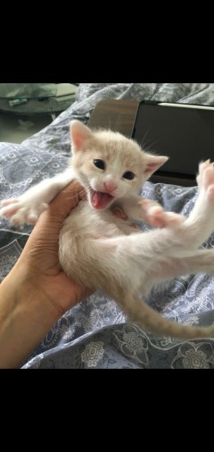 KITTENS NEED NEW HOME