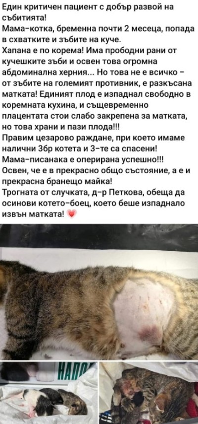 Две спасени котенца търсят отговорени осиновители