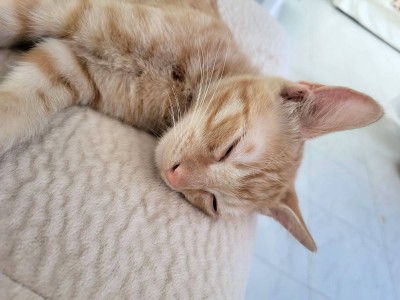 Ginger-white male cat looking for a home