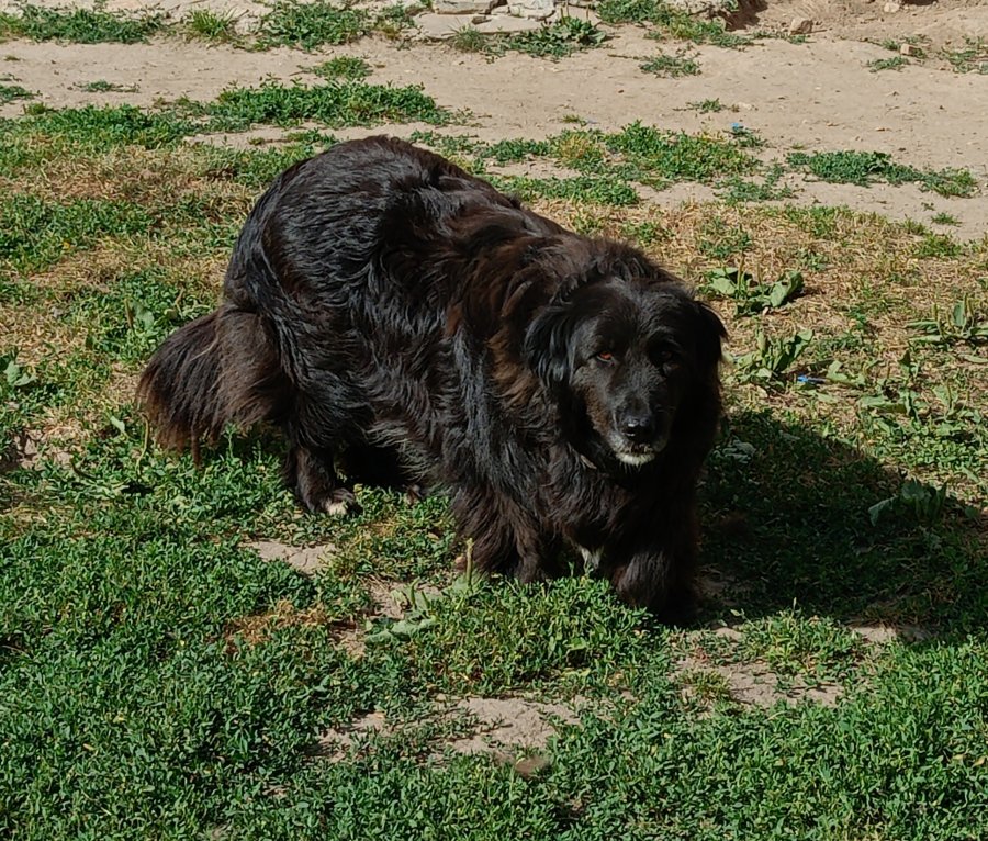 Sweet short girl looking for home за осиновяване