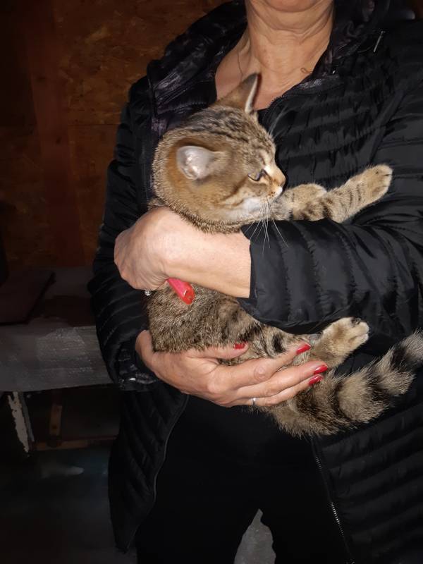 Lovely kittu needs a home за осиновяване